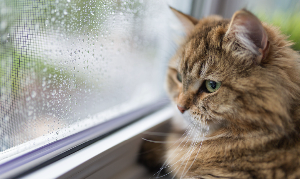 Calvas en gatos por estres